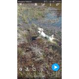 Foto de perro perdido en Queuille