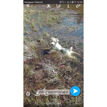 Foto 1/1 Leiko Perro perdido en Queuille