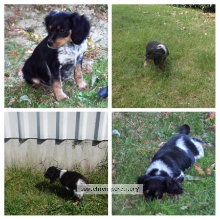 Foto 1/1 Mambo Chien perdido en Marmande