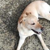 Foto de perro perdido en Bain De Bretagne