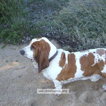 Foto 1/1 EDGAR Chien perdido en Figari
