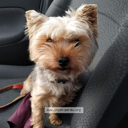 Foto 1/1 Prune Chien perdido en Carbon blanc