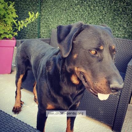 Foto 1/1 Newton Chien perdido en La crau