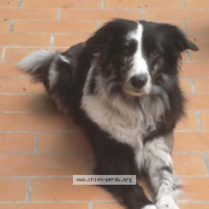 Foto 1/1 Apache Perro perdido en Buoux