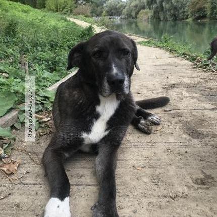 Foto 1/2 Dog Perro perdido en Mandeure