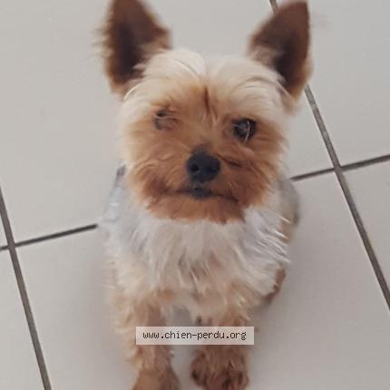 Foto 1/2 Charly Chien perdido en Mericourt