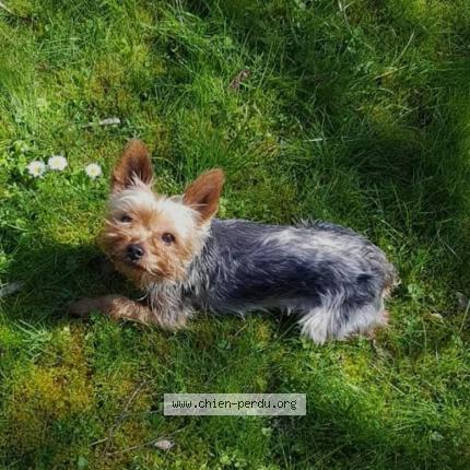 Foto 2/2 Charly Chien perdido en Mericourt