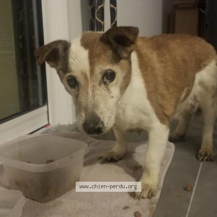 Foto 1/3 Perro encontrado Perdido en Orgeval