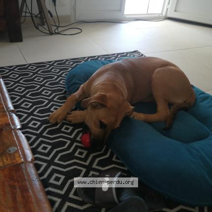 Foto 1/1 Loulou Prince VOLE Chien perdido en Lezignan corbieres