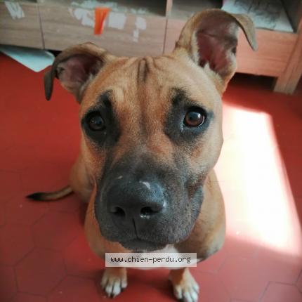 Foto 1/1 Perro encontrado Perdido en Marseille