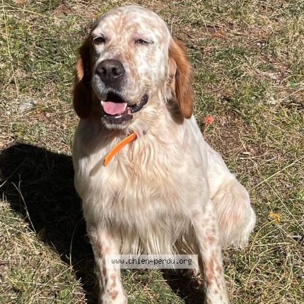 Foto de perro perdido en La Mole