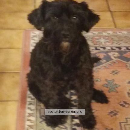 Foto 1/2 lady Perro perdido en La ville dieu du temple