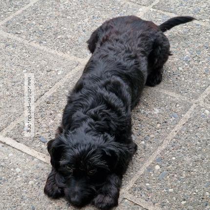 Foto 2/2 lady Perro perdido en La ville dieu du temple