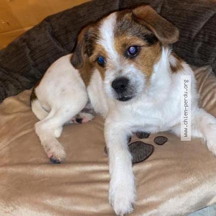 Foto de perro perdido en Villeneuve Le Comte