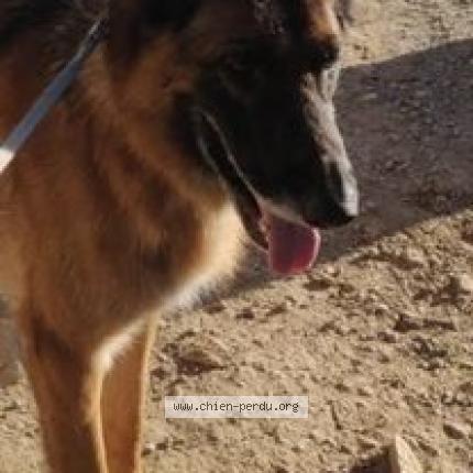 Foto 2/2 Lindo Chien perdido en Maisons laffitte