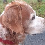 Foto de perro encontrado en St Clement Bussiere