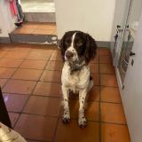 Foto de perro perdido en Cotignac