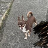 Foto de un perro reunido en London