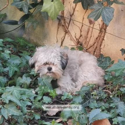 Foto 1/1 Perro encontrado Encontrado en Malakoff