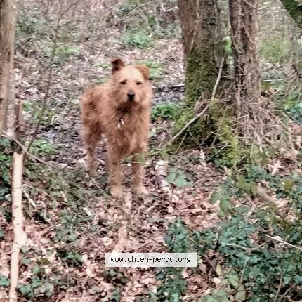 Foto 1/1 gadget Chien perdido en Notre dame des landes
