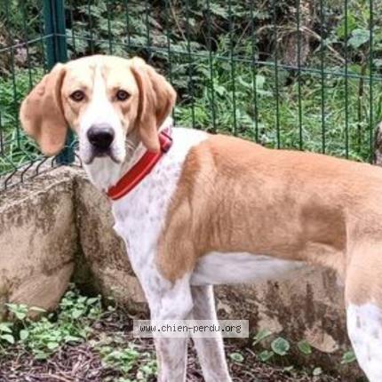 Foto 1/1 Perro encontrado Perdido en Gareoult