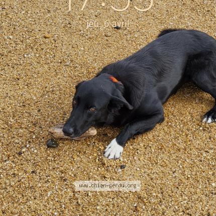 Foto de perro perdido en Bayonne