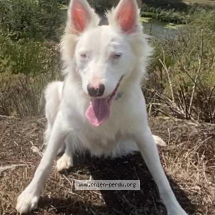 Foto 1/1 Salika Chien perdido en Noyal chatillon sur seiche