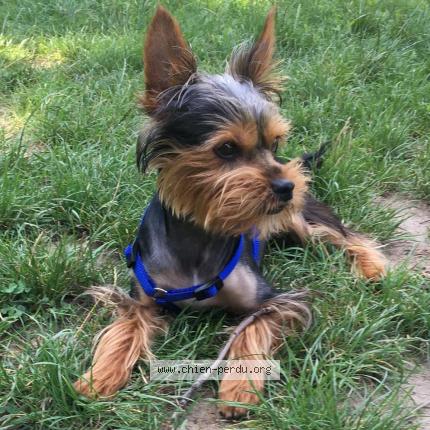 Foto 1/1 Perro encontrado Perdido en Saint germain en laye