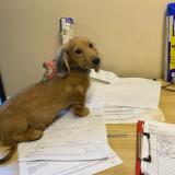 Foto de un perro reunido en London