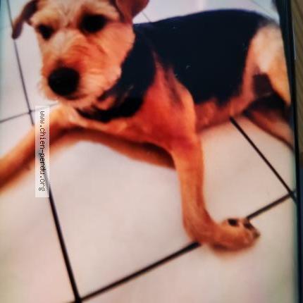 Foto 1/1 Elsie Chien perdido en Nohanent