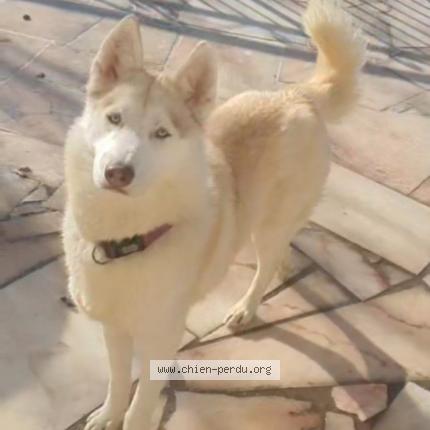 Foto 1/1 Roxy Chien perdido en Etampes