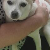 Foto de perro perdido en Bolbec