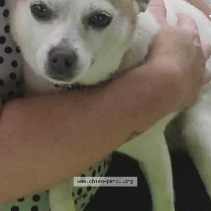 Foto 1/1 Math Chien perdido en Bolbec