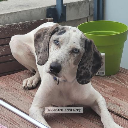 Foto 1/1 Spyke Perro perdido en Toulouse