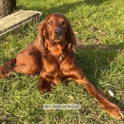 Foto 1/1 Paprika Chien perdido en Asprieres