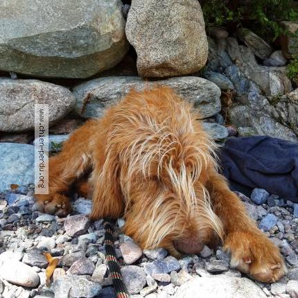 Foto 1/2 ASCO Chien perdido en Entre asco et belgodere