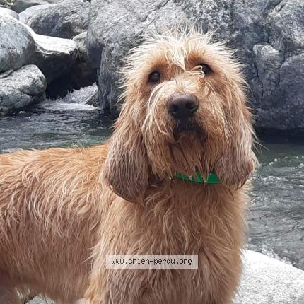 Foto 2/2 ASCO Chien perdido en Entre asco et belgodere