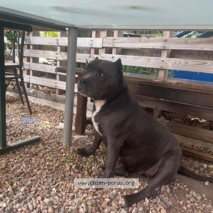 Foto 1/1 Perro encontrado Perdido en Gareoult