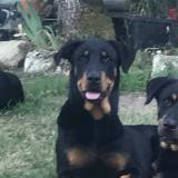 Foto de perro perdido en Gimat