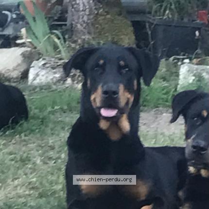 Foto 1/1 Perro encontrado Perdido en Gimat