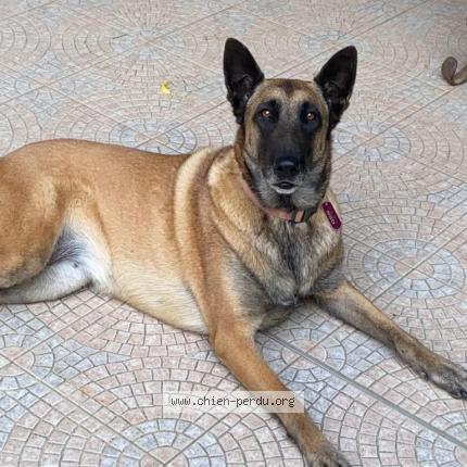 Foto 1/2 Macha Chien perdido en Agde