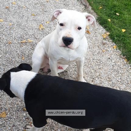 Foto 1/1 Sun Perro perdido en Soligny la trappe