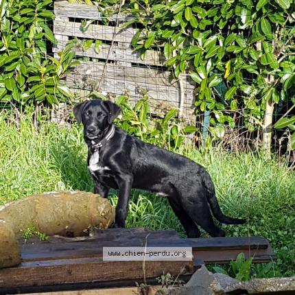 Foto 1/1 Billy Perro perdido en St georges des gardes