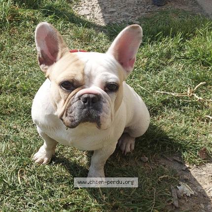 Foto 1/1 Perle Perro perdido en Guer