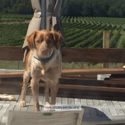 Foto 1/1 Néo Chien perdido en Sainte foy la longue