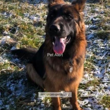 Foto 1/1 Talia Perro perdido en Chateauneuf de galaure