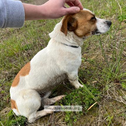 Foto 1/1 Perro encontrado Encontrado en Lacourt saint pierre