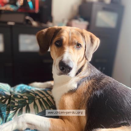 Foto 1/1 Patate Perro perdido en Villefranche