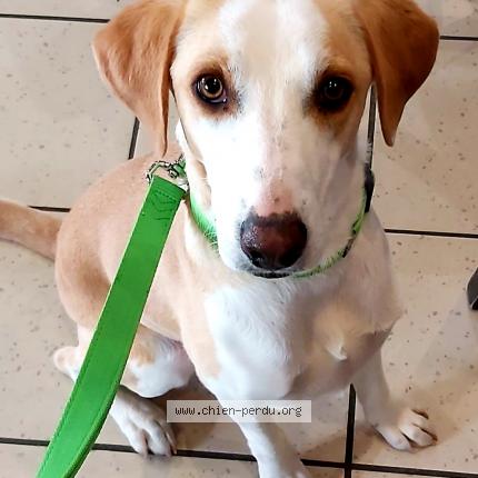 Foto 1/2 Nala Chien perdido en Noves