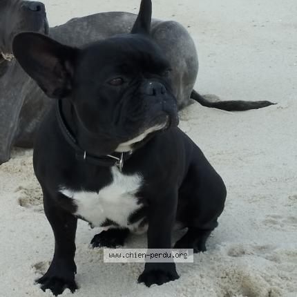 Foto 1/1 rickshaw Perro perdido en Vay